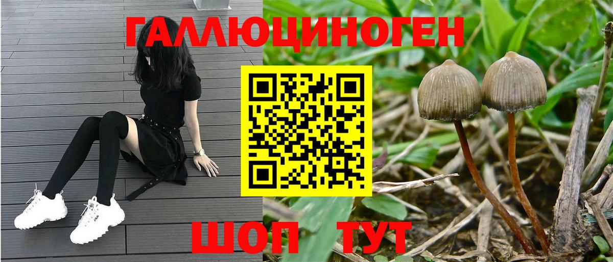 Псилоцибиновые грибы Psilocybe Зима